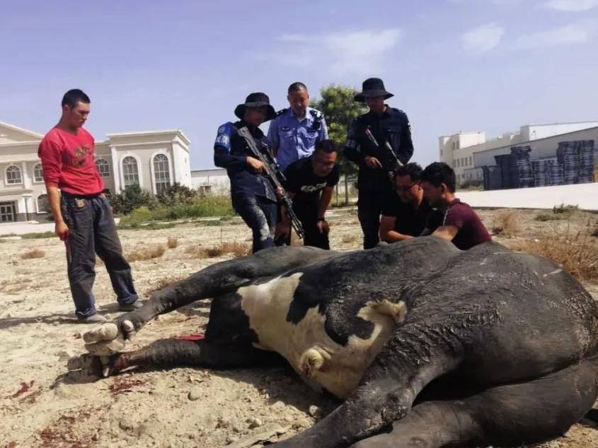 “牛魔王”受惊狂飙？快看兵团特警帅气伏魔！